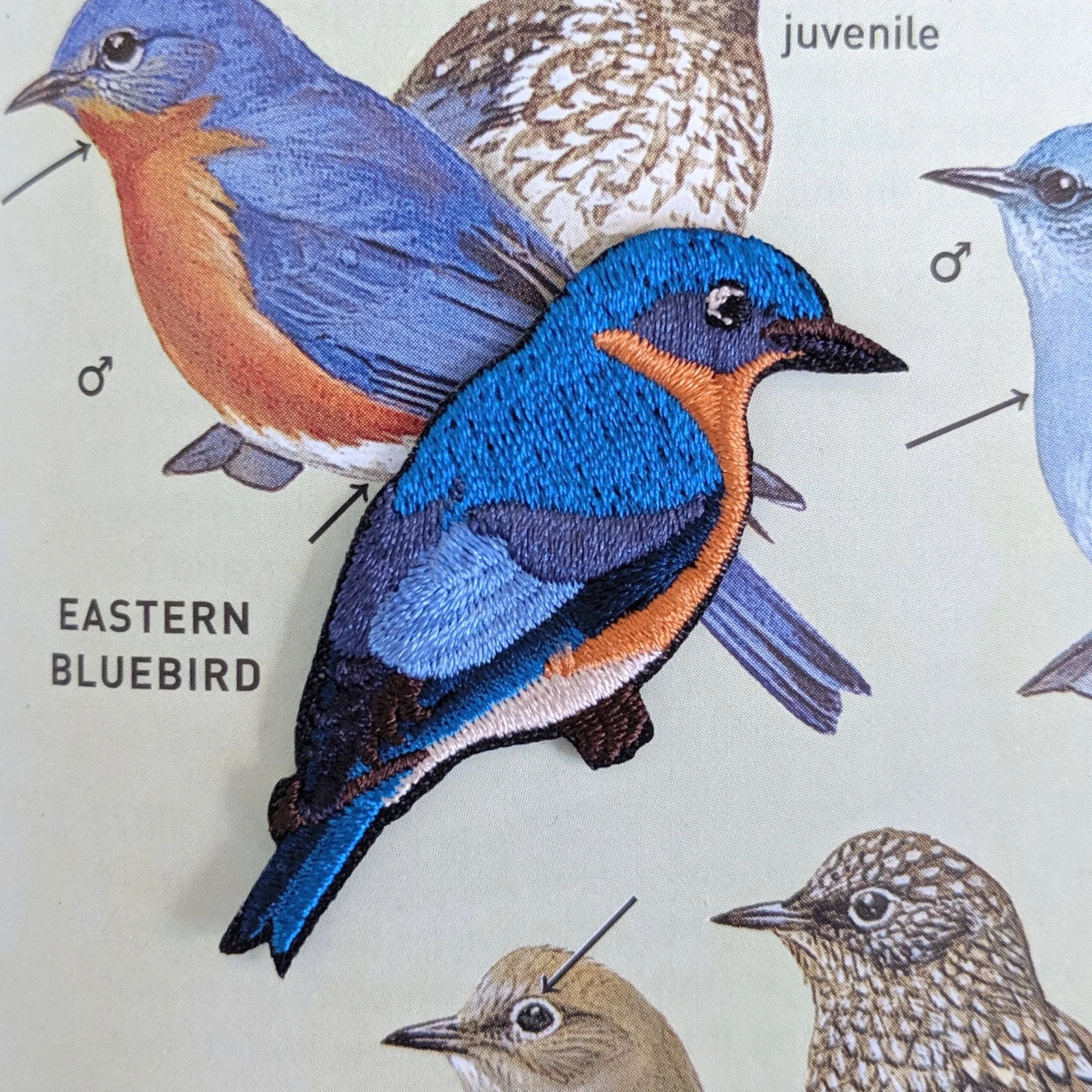 Eastern Bluebird Patch - Image 5